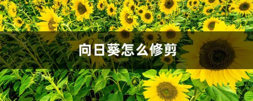 向日葵怎么修剪