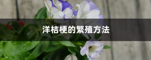 洋桔梗的繁殖方法