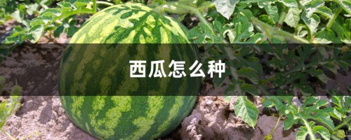 西瓜怎么种，种植技术介绍