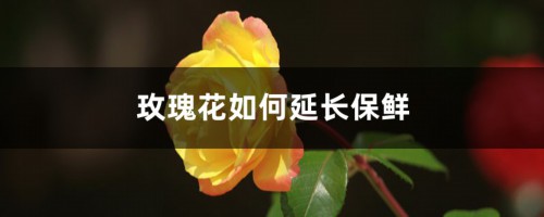 玫瑰花如何延长保鲜，如何让玫瑰花保鲜