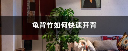 龟背竹如何快速开背，怎么开背