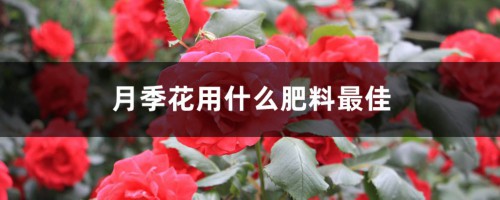 月季花用什么肥料最佳