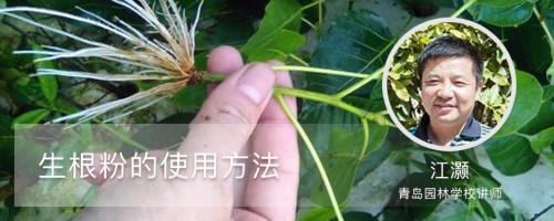 生根粉的使用方法