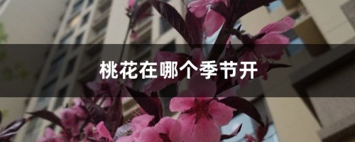 桃花在哪个季节开