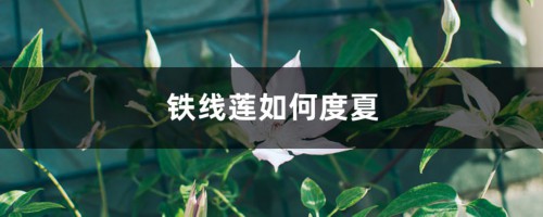 铁线莲如何度夏