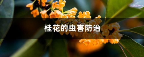 桂花的虫害防治