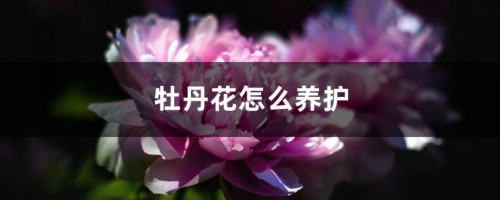 牡丹花怎么养护