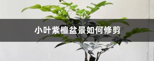 小叶紫檀盆景如何修剪