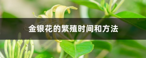 金银花怎么繁殖